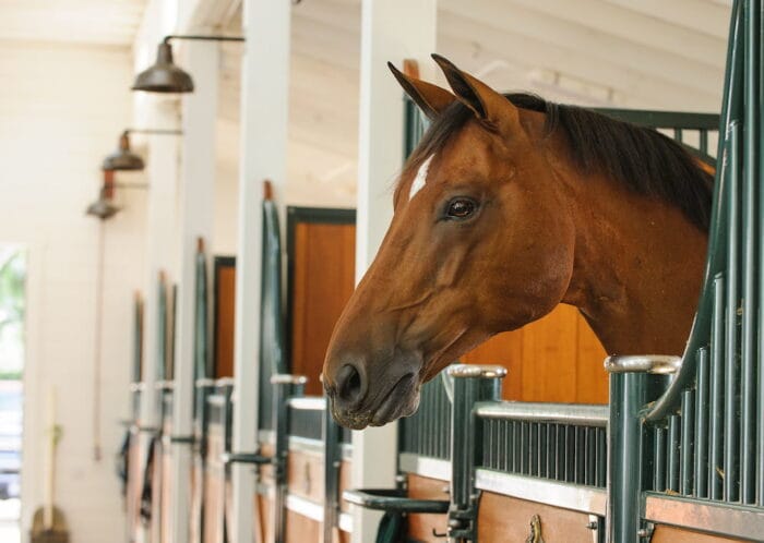 dynamiq animal behandlung