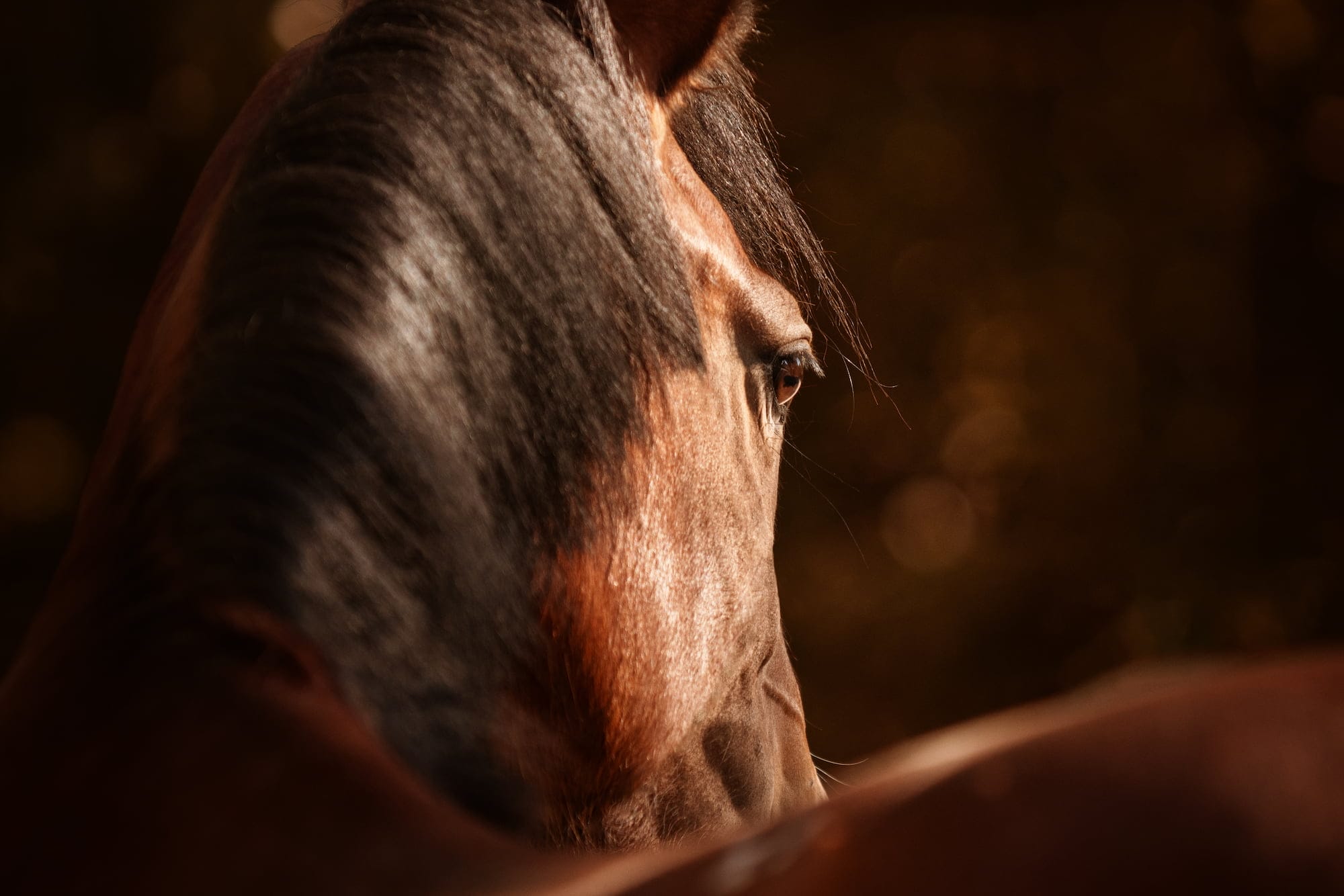 dynamiq animal header